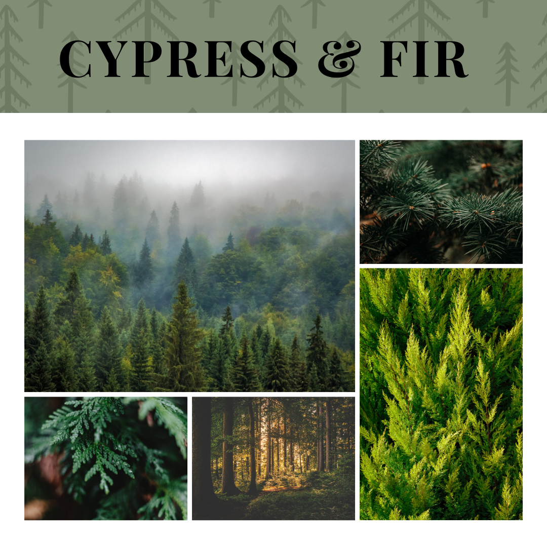 Essential Oil | Cypress & Fir Seasonal Blend 10 mL